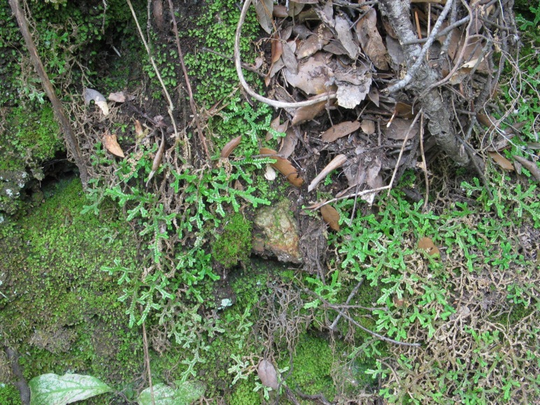Selaginella denticulata / Selaginella denticolata